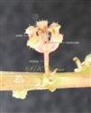  Male flower with pistillode